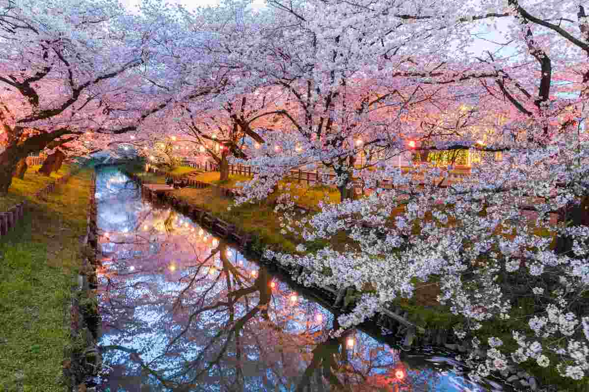 dove vedere fioritura ciliegi in italia