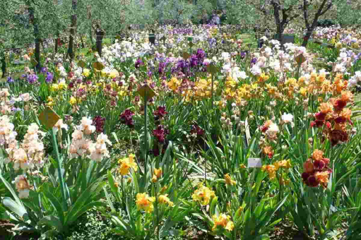 Giardino dell’Iris