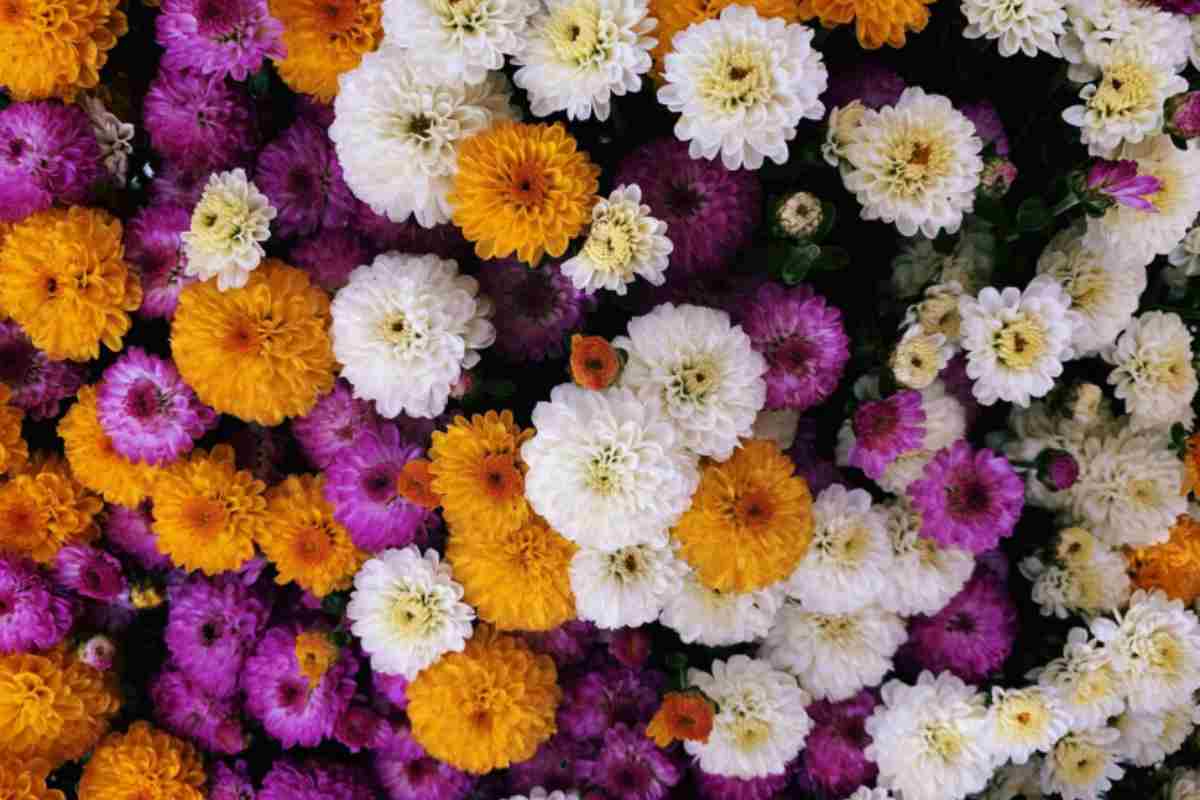 Infiorate