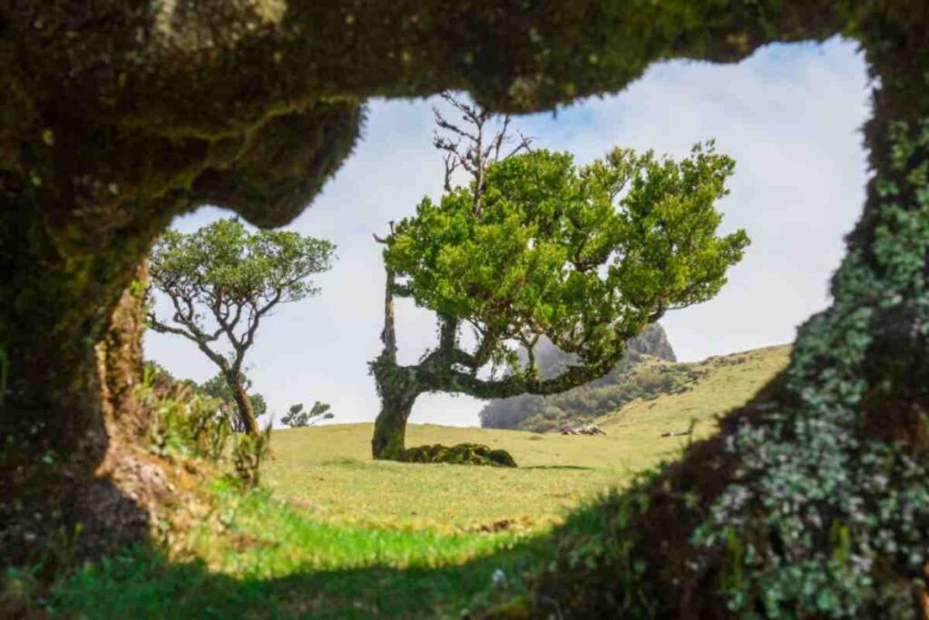Laurisilva Madeira
