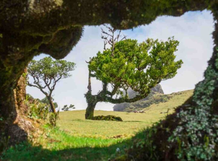 Laurisilva Madeira