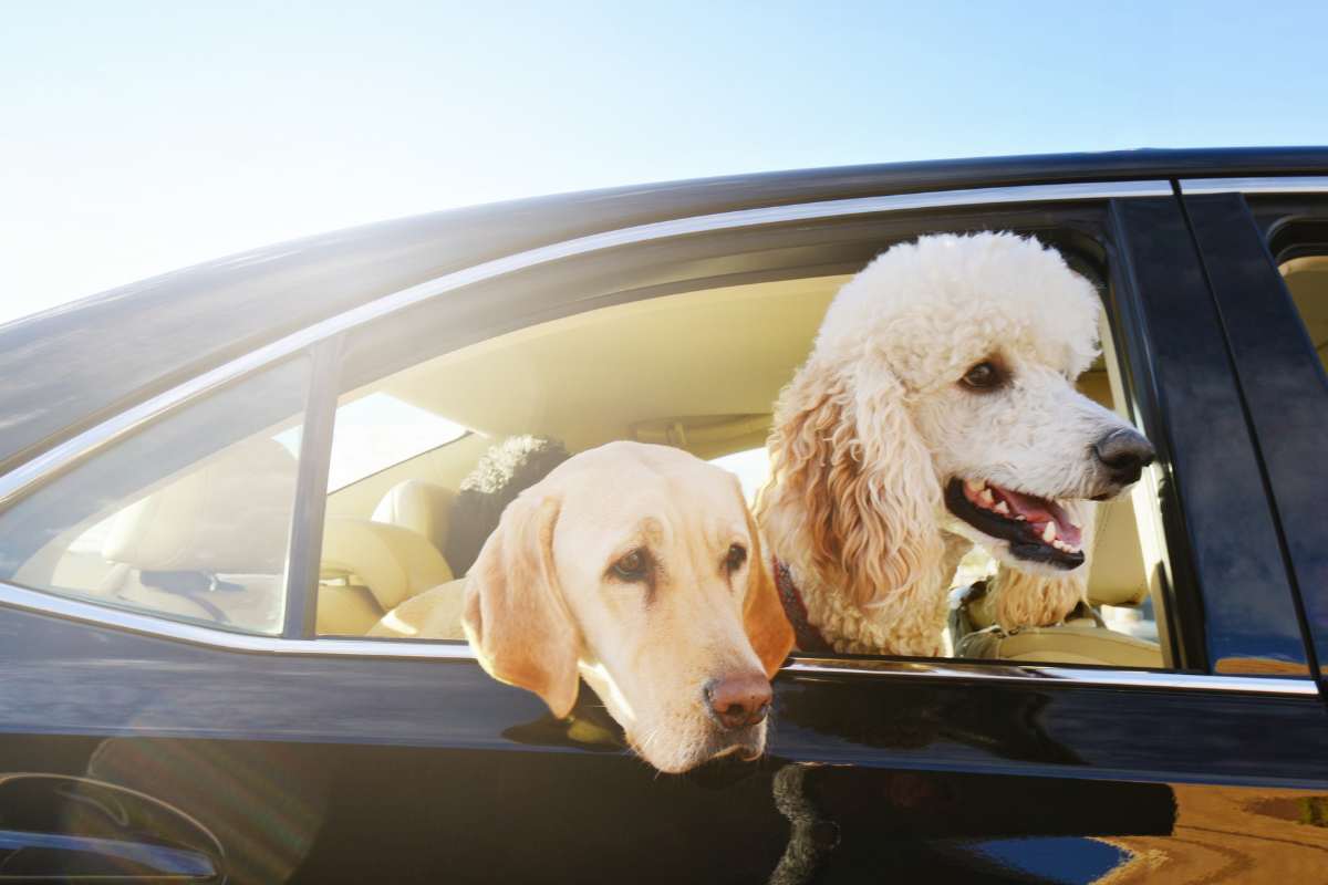 come portare animali vacanza con te