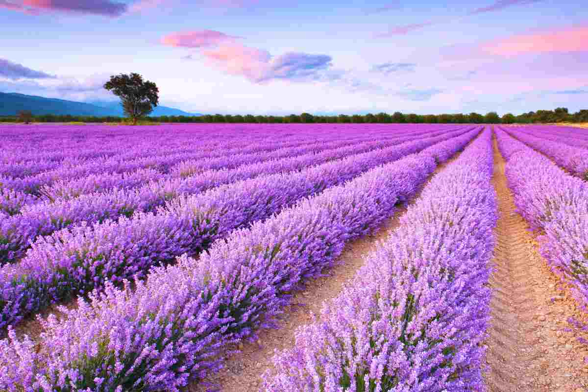 scoprire il lavandeto di assisi