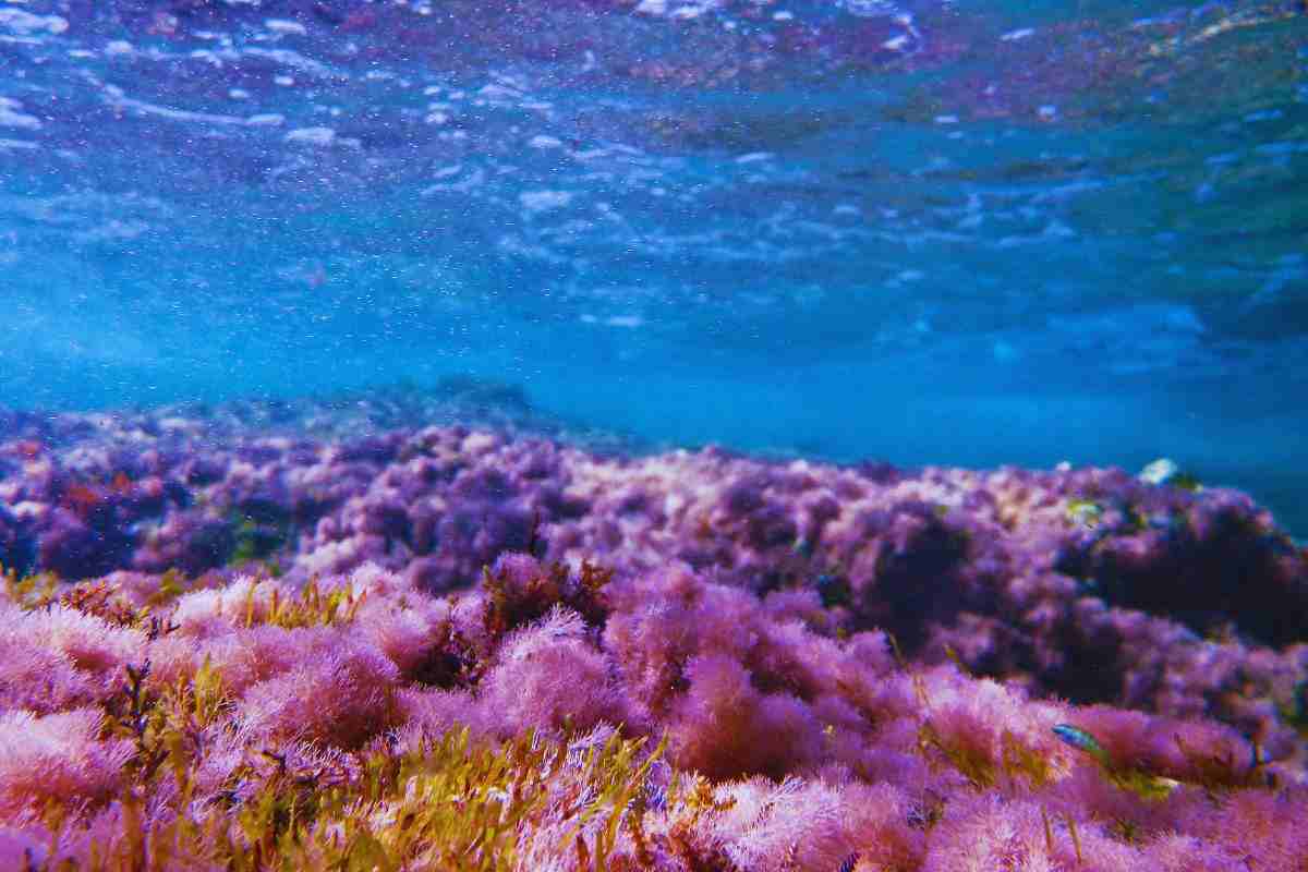 i migliori fondali marini in italia